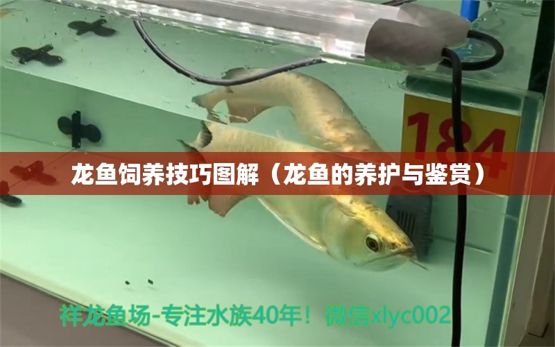 龍魚飼養(yǎng)技巧圖解（龍魚的養(yǎng)護與鑒賞）