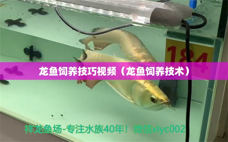 龍魚飼養(yǎng)技巧視頻（龍魚飼養(yǎng)技術）