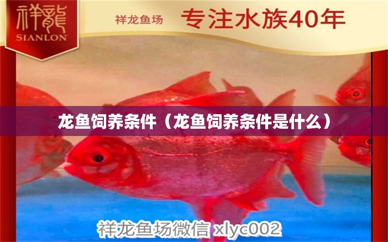 龍魚(yú)飼養(yǎng)條件（龍魚(yú)飼養(yǎng)條件是什么） 廣州龍魚(yú)批發(fā)市場(chǎng)