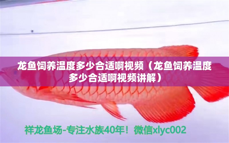 龍魚飼養(yǎng)溫度多少合適啊視頻（龍魚飼養(yǎng)溫度多少合適啊視頻講解） 廣州龍魚批發(fā)市場(chǎng)