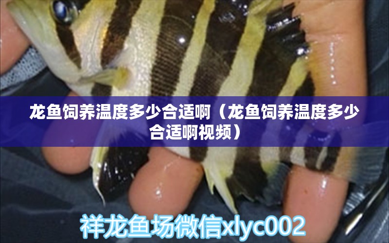 龍魚飼養(yǎng)溫度多少合適?。堲~飼養(yǎng)溫度多少合適啊視頻） 廣州龍魚批發(fā)市場