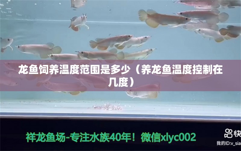 龍魚飼養(yǎng)溫度范圍是多少（養(yǎng)龍魚溫度控制在幾度）