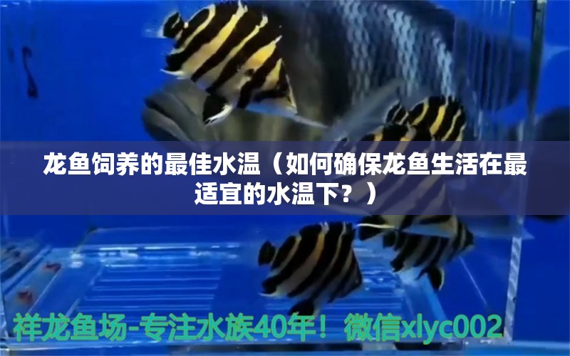 龍魚(yú)飼養(yǎng)的最佳水溫（如何確保龍魚(yú)生活在最適宜的水溫下？） 水族問(wèn)答 第1張