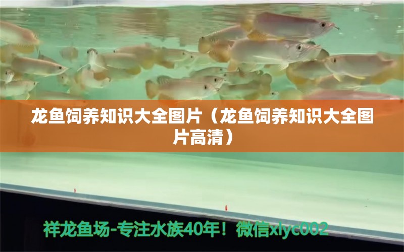 龍魚飼養(yǎng)知識(shí)大全圖片（龍魚飼養(yǎng)知識(shí)大全圖片高清） 廣州龍魚批發(fā)市場