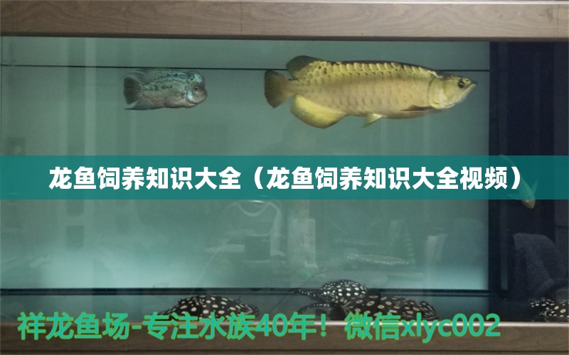 龍魚飼養(yǎng)知識大全（龍魚飼養(yǎng)知識大全視頻） 廣州龍魚批發(fā)市場