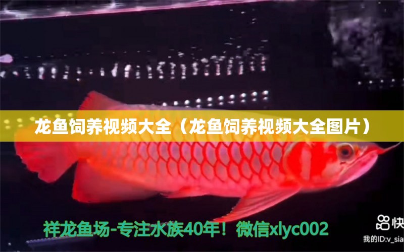 龍魚飼養(yǎng)視頻大全（龍魚飼養(yǎng)視頻大全圖片）