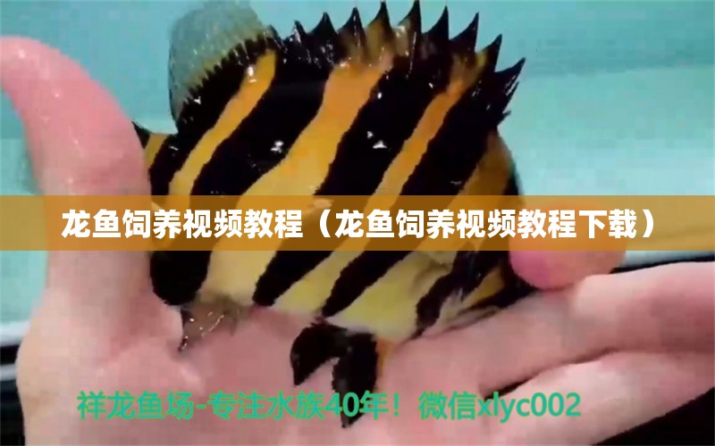 龍魚飼養(yǎng)視頻教程（龍魚飼養(yǎng)視頻教程下載）