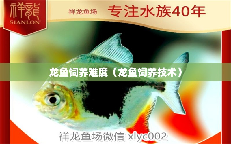 龍魚飼養(yǎng)難度（龍魚飼養(yǎng)技術(shù)）