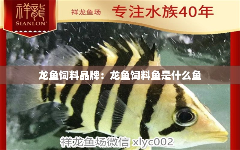 龍魚飼料品牌：龍魚飼料魚是什么魚