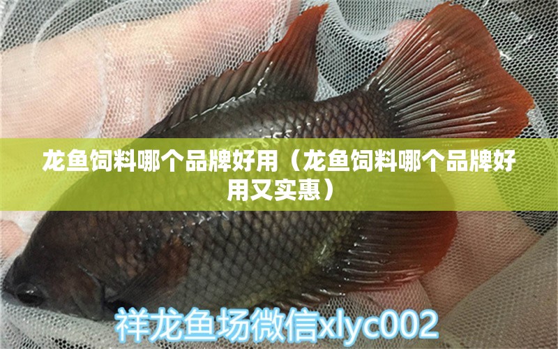 龍魚飼料哪個(gè)品牌好用（龍魚飼料哪個(gè)品牌好用又實(shí)惠） 龍魚疾病與治療