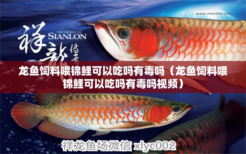 龍魚飼料喂錦鯉可以吃嗎有毒嗎（龍魚飼料喂錦鯉可以吃嗎有毒嗎視頻）