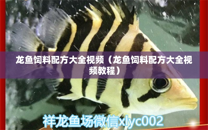 龍魚飼料配方大全視頻（龍魚飼料配方大全視頻教程）