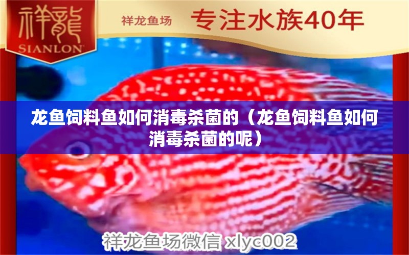 龍魚飼料魚如何消毒殺菌的（龍魚飼料魚如何消毒殺菌的呢）