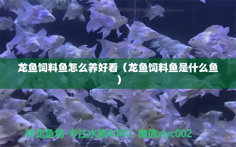 龍魚飼料魚怎么養(yǎng)好看（龍魚飼料魚是什么魚）