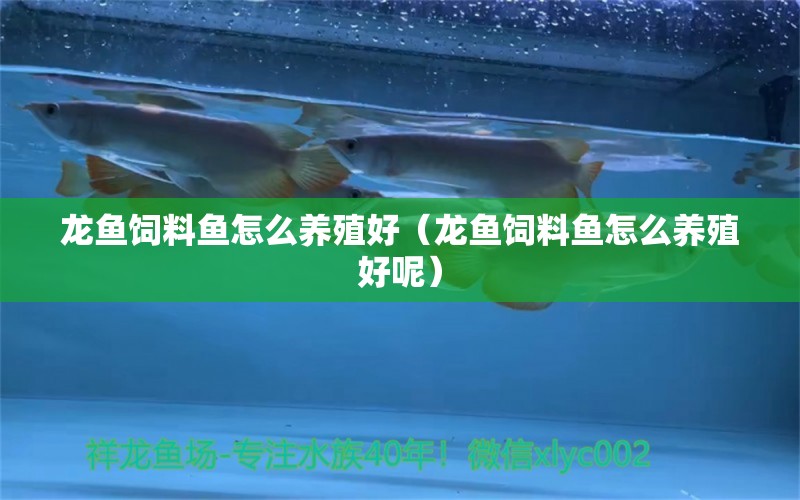 龍魚飼料魚怎么養(yǎng)殖好（龍魚飼料魚怎么養(yǎng)殖好呢）