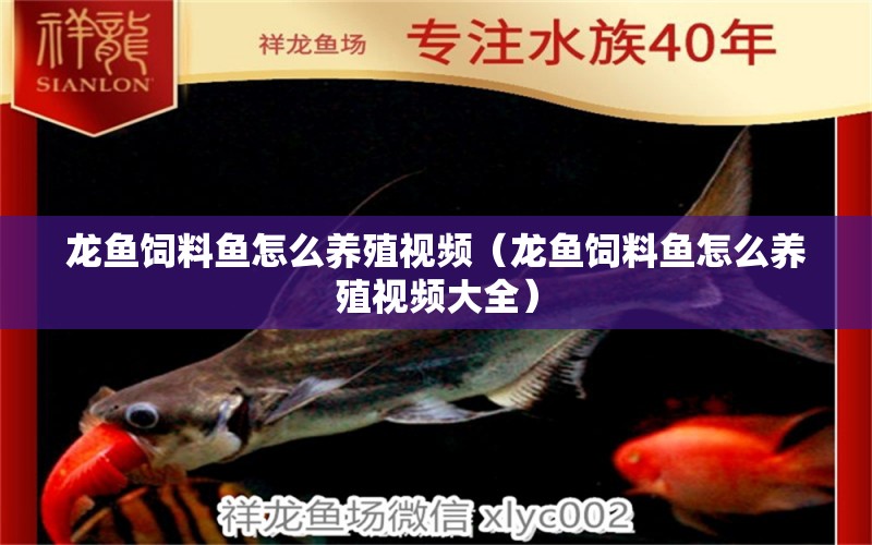 龍魚飼料魚怎么養(yǎng)殖視頻（龍魚飼料魚怎么養(yǎng)殖視頻大全）