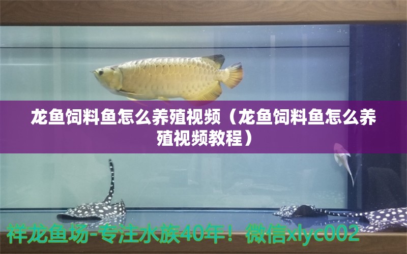 龍魚飼料魚怎么養(yǎng)殖視頻（龍魚飼料魚怎么養(yǎng)殖視頻教程） 廣州龍魚批發(fā)市場(chǎng)