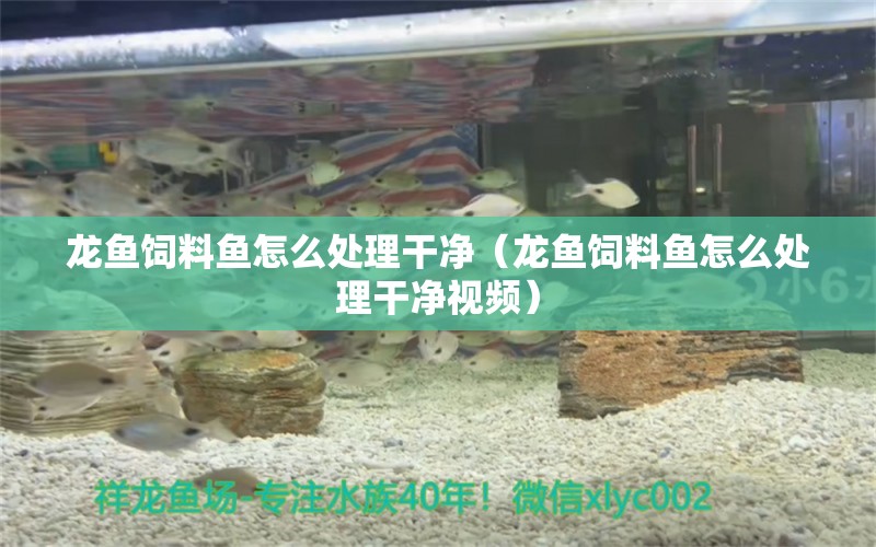 龍魚飼料魚怎么處理干凈（龍魚飼料魚怎么處理干凈視頻）