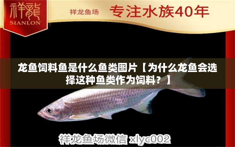 龍魚飼料魚是什么魚類圖片【為什么龍魚會選擇這種魚類作為飼料？】