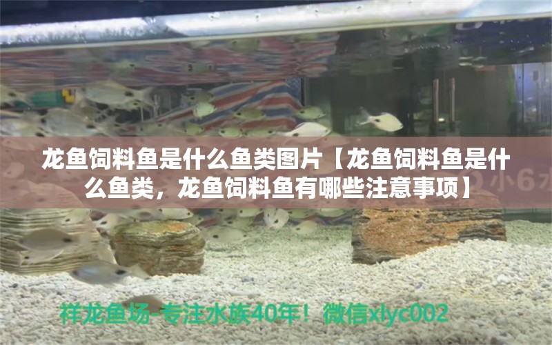 龍魚飼料魚是什么魚類圖片【龍魚飼料魚是什么魚類，龍魚飼料魚有哪些注意事項】