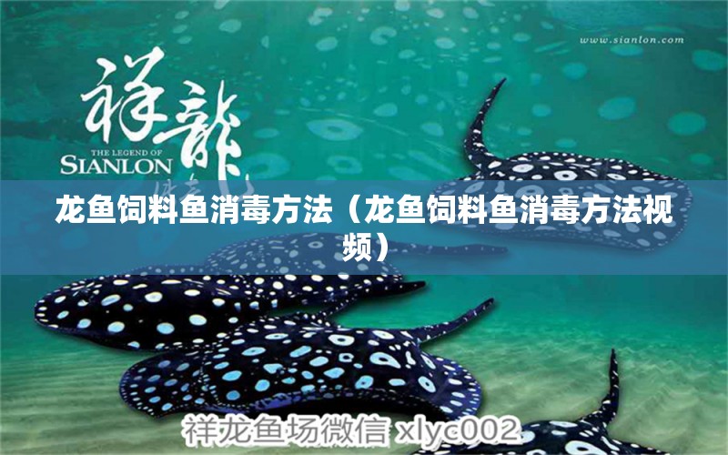 龍魚(yú)飼料魚(yú)消毒方法（龍魚(yú)飼料魚(yú)消毒方法視頻）