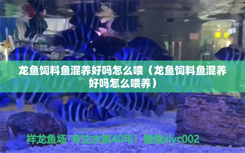 龍魚飼料魚混養(yǎng)好嗎怎么喂（龍魚飼料魚混養(yǎng)好嗎怎么喂養(yǎng)）