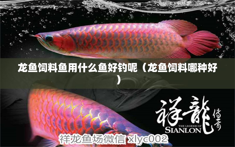 龍魚飼料魚用什么魚好釣?zāi)兀堲~飼料哪種好）