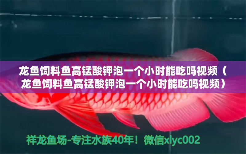 龍魚(yú)飼料魚(yú)高錳酸鉀泡一個(gè)小時(shí)能吃嗎視頻（龍魚(yú)飼料魚(yú)高錳酸鉀泡一個(gè)小時(shí)能吃嗎視頻） 龍魚(yú)疾病與治療