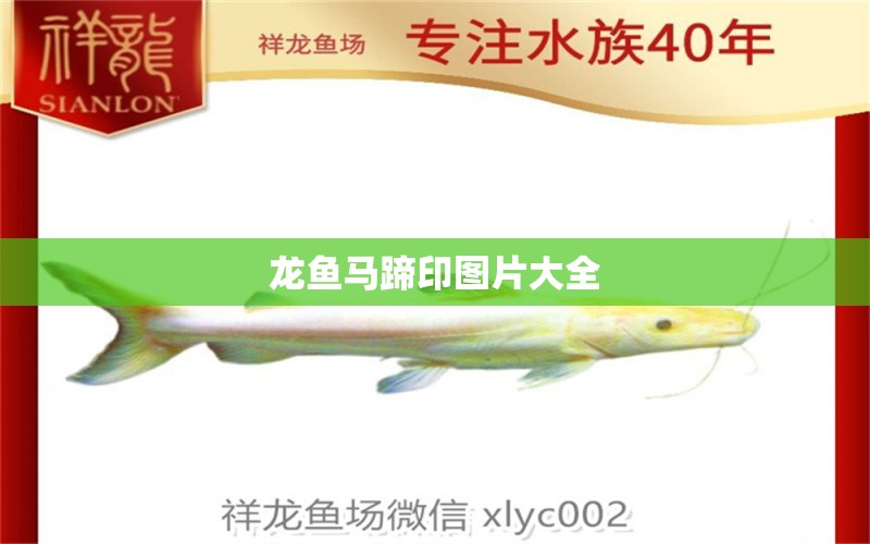 龍魚馬蹄印圖片大全 祥龍魚場