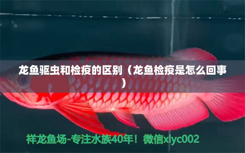 龍魚驅(qū)蟲和檢疫的區(qū)別（龍魚檢疫是怎么回事）