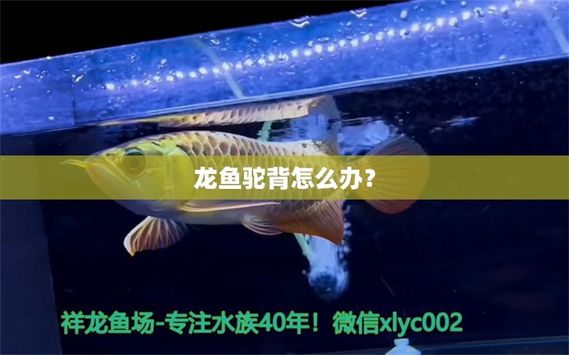 龍魚(yú)駝背怎么辦？ 黃金招財(cái)貓魚(yú)