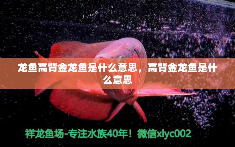 龍魚高背金龍魚是什么意思，高背金龍魚是什么意思 高背金龍魚