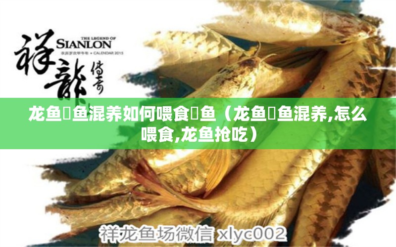 龍魚魟魚混養(yǎng)如何喂食魟魚（龍魚魟魚混養(yǎng),怎么喂食,龍魚搶吃） 廣州龍魚批發(fā)市場(chǎng)