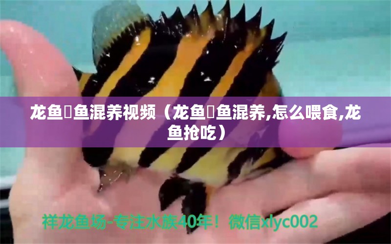 龍魚魟魚混養(yǎng)視頻（龍魚魟魚混養(yǎng),怎么喂食,龍魚搶吃） 廣州龍魚批發(fā)市場(chǎng) 第1張