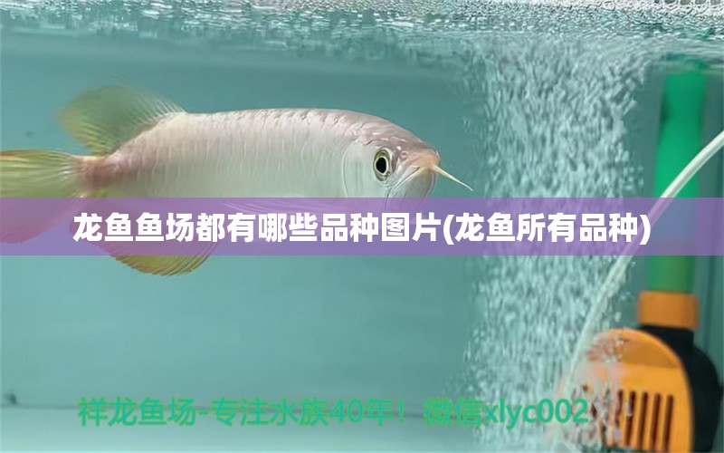 龍魚魚場都有哪些品種圖片(龍魚所有品種)