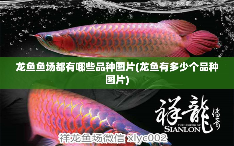 龍魚魚場都有哪些品種圖片(龍魚有多少個品種圖片)