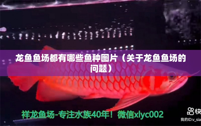 龍魚魚場都有哪些魚種圖片（關(guān)于龍魚魚場的問題） 水族問答 第2張