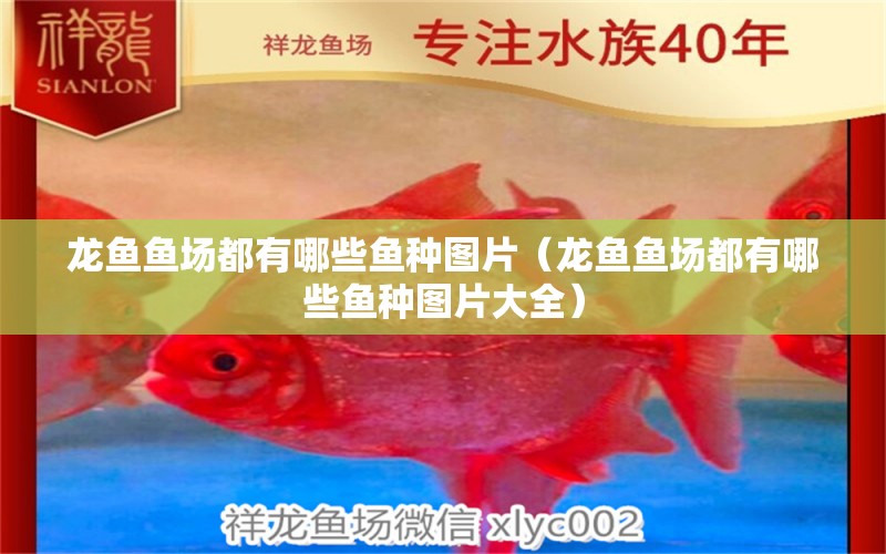 龍魚魚場(chǎng)都有哪些魚種圖片（龍魚魚場(chǎng)都有哪些魚種圖片大全）