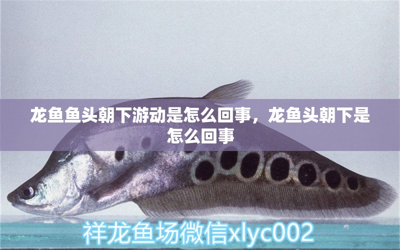 龍魚魚頭朝下游動(dòng)是怎么回事，龍魚頭朝下是怎么回事 BD魟魚