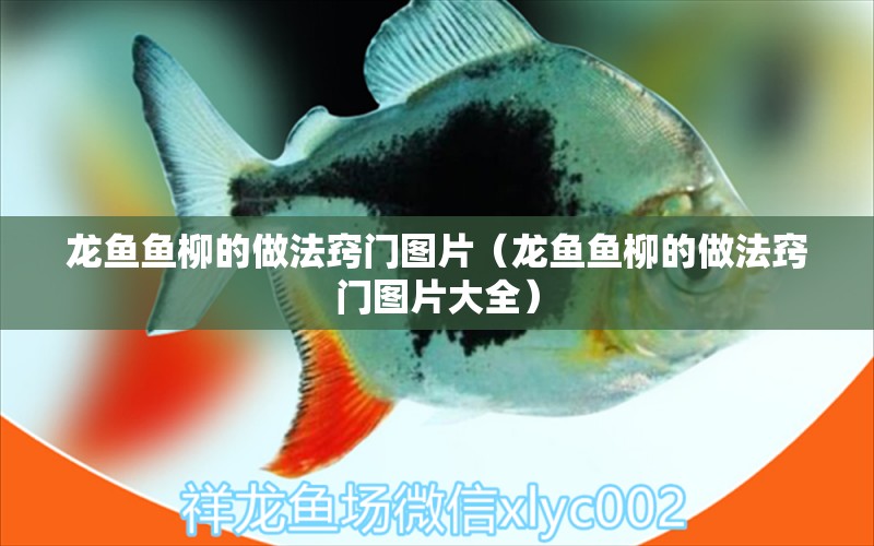 龍魚魚柳的做法竅門圖片（龍魚魚柳的做法竅門圖片大全） 廣州龍魚批發(fā)市場