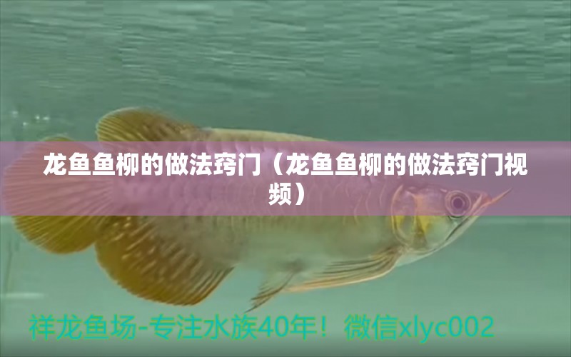 龍魚魚柳的做法竅門（龍魚魚柳的做法竅門視頻）