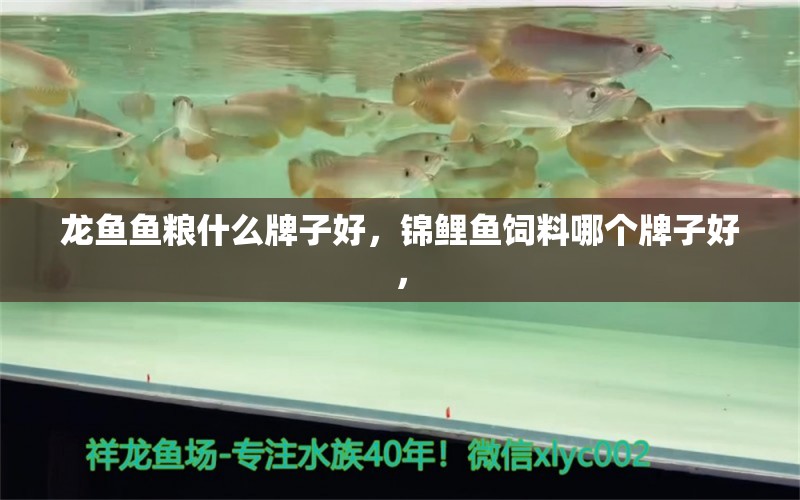 龍魚魚糧什么牌子好，錦鯉魚飼料哪個(gè)牌子好， 充氧泵