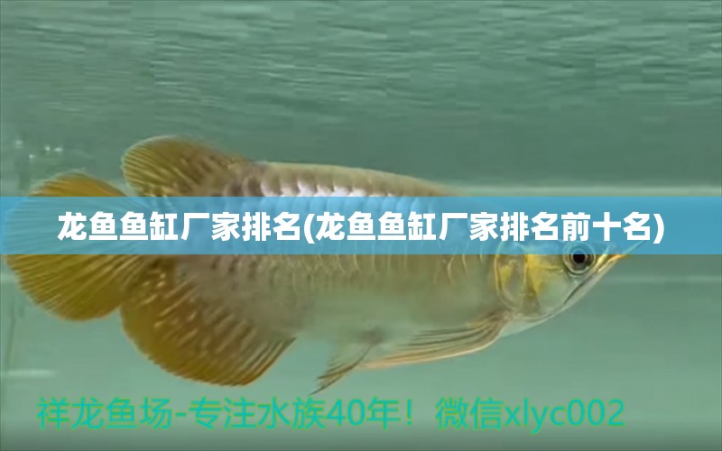 龍魚魚缸廠家排名(龍魚魚缸廠家排名前十名) 細(xì)線銀板魚苗