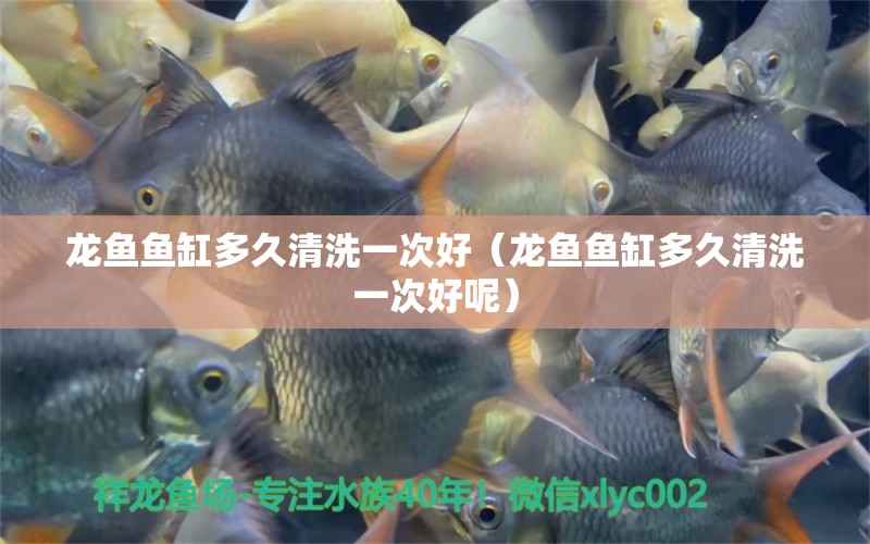 龍魚魚缸多久清洗一次好（龍魚魚缸多久清洗一次好呢） 廣州龍魚批發(fā)市場