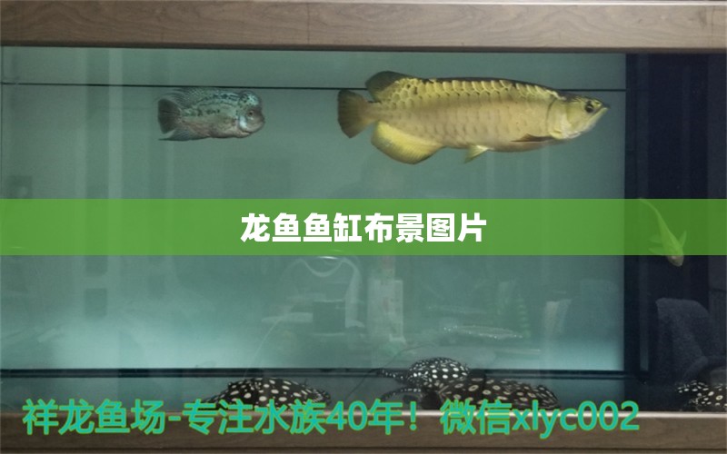 龍魚魚缸布景圖片