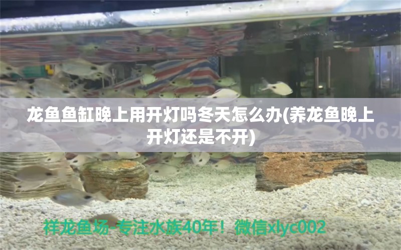 龍魚魚缸晚上用開燈嗎冬天怎么辦(養(yǎng)龍魚晚上開燈還是不開) 水族維護服務（上門）