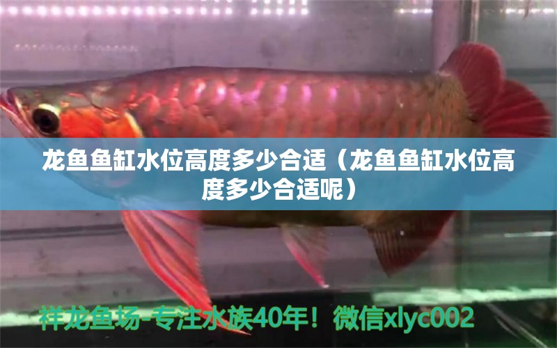 龍魚魚缸水位高度多少合適（龍魚魚缸水位高度多少合適呢）