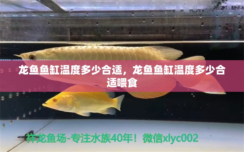 龍魚魚缸溫度多少合適，龍魚魚缸溫度多少合適喂食