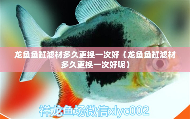 龍魚魚缸濾材多久更換一次好（龍魚魚缸濾材多久更換一次好呢）