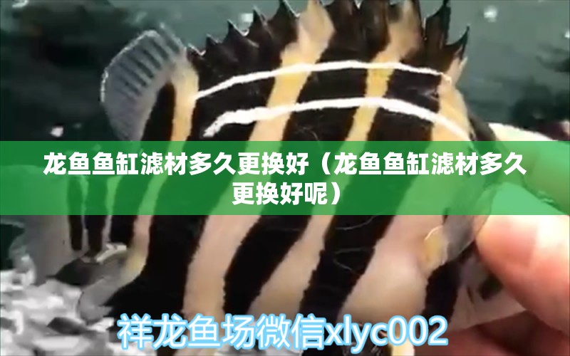 龍魚魚缸濾材多久更換好（龍魚魚缸濾材多久更換好呢） 廣州龍魚批發(fā)市場